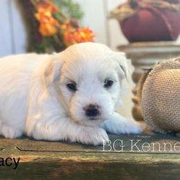 Cavapoo and Coton de Tulear Puppies from Big Gulch Puppies