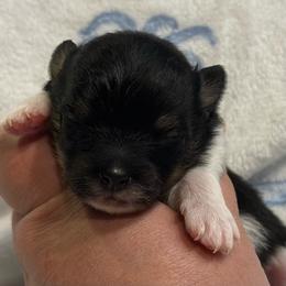 Luigi - Black and tan parti male Pomeranian puppy in Summerville, Georgia from Pearly’s Pugs
