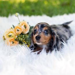 Sally - Dapple female Dachshund puppy in Floral City, Florida from Daisy's Doxies
