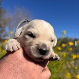 Gray boy - Light golden male Golden Retriever puppy in Pahrump, Nevada from Southern Nevada Goldens