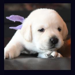 Labrador Retriever Puppies from ROCK CREEK LABRADORS