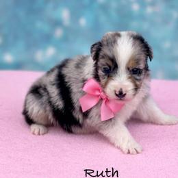 Ruth - Blue merle female Australian Shepherd puppy in Howardsville, Virginia from Spectacular Aussies and Cavaliers
