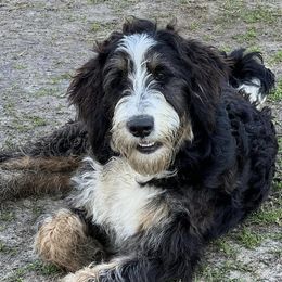 Aussiedoodles, Bernedoodles, and Goldendoodles from Fifth Day Farm