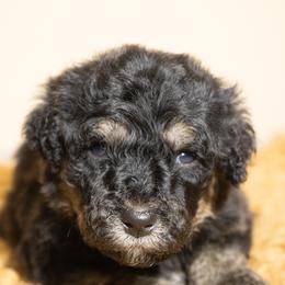 Kir - Tri-color male Bernedoodle puppy in Youngstown, Florida from Wonderland’s Boujie Kennels