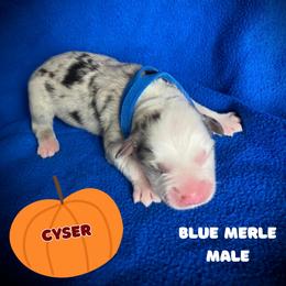 Cyser - Blue merle male Australian Shepherd puppy in Brookfield Township, Ohio from AussieLand Shepherds