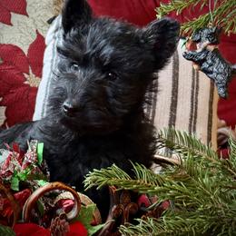 Tweed - Brindle male Scottish Terrier puppy in Moyie Springs, Idaho from Avonlea Terriers