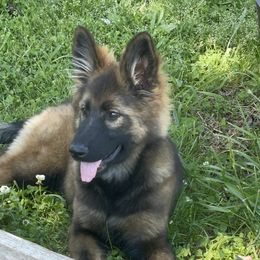 Jazz - Sable German Shepherd puppy in Elberton, Georgia from Zeder Bach German Shepherds