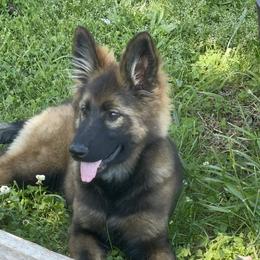 Jazz - Sable German Shepherd puppy in Elberton, Georgia from Zeder Bach German Shepherds