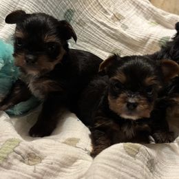 Yorkshire Terrier Puppies from Jan Hall