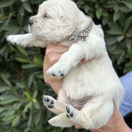 Golden Retriever Puppies from Sanctuary Ranch Goldens