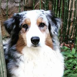 Australian Shepherds and Miniature American Shepherds from Stardust Aussies and MAS