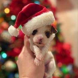 Ilya - male Other puppy in Iva, South Carolina from Petit Bijou