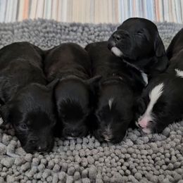Boys - Black and white Portuguese Water Dog puppy in Saratoga Springs, Utah from Utah Lake Porties
