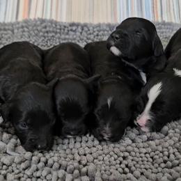 Boys - Black and white Portuguese Water Dog puppy in Saratoga Springs, Utah from Utah Lake Porties