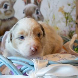 Puppy 1 - Red merle male Australian Shepherd puppy in Mayer, Arizona from Ms Priss Aussies