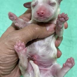 Cream dapple - Cream female Dachshund puppy in Bon Air, Tennessee from Clemons Mini Dachshunds of Tennessee