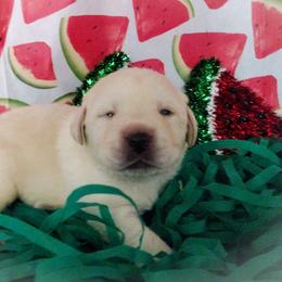 Blue collar - Yellow male Labrador Retriever puppy in Holyoke, Massachusetts from Urban Oak Labradors LLC
