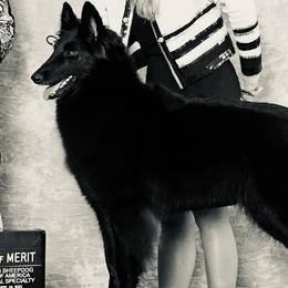 Paris - Belgian Sheepdog