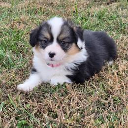 4 pink collar girl - Black and tan female Pembroke Welsh Corgi puppy in Harrisburg, Illinois from Parish Corgis