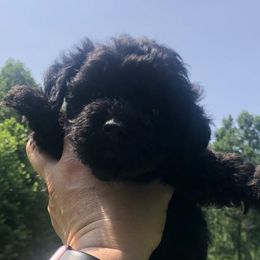 Ruby - Yorkipoo puppy from Blais Mountain Farm