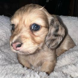 Muffin - Dapple female Dachshund puppy in Salisbury, North Carolina from Shy’s Teenie Weenies