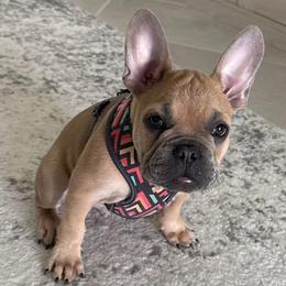 Peanut - Blue fawn male French Bulldog puppy in Fort Myers, Florida from Wendy's French Bulldogs