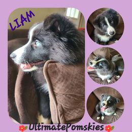 Pomsky Puppies from Ultimate Pomskies LLC