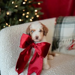 Apron - Red merle male Aussiedoodle puppy in Inman, South Carolina from Dark Corner Doodles