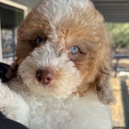 Muffin - Parti male Poodle puppy in Tucson, Arizona from Adored Poodle & Doodles