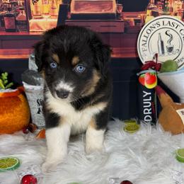 Martini - Black tri-color female Australian Shepherd puppy in Fredericksburg, Virginia from Cooper Ridge Aussies