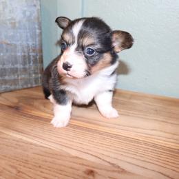 Girl 3 - Black and tan female Pembroke Welsh Corgi puppy in Missouri from Cooler Farms Corgis