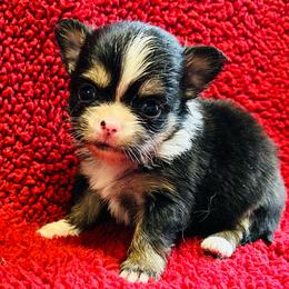 Eeyore - Black and tan male Chihuahua puppy in Hobgood, North Carolina from Four Kids’ Farms, LLC