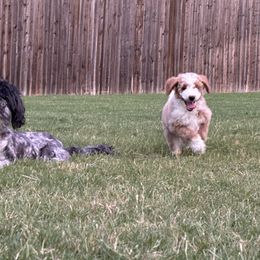 Aussiedoodle Puppies from Sheila Harwell