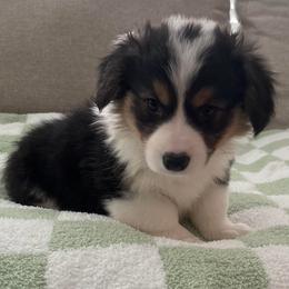 Midnight (fluffy) - Black and tan female Pembroke Welsh Corgi puppy in Waco, Texas from The Comma Corgis