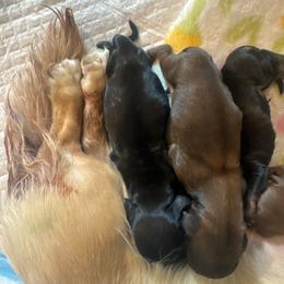 Black and tan 1 - Black and tan female Dachshund puppy in Frederick, Colorado from Get Low Mini Dachshunds