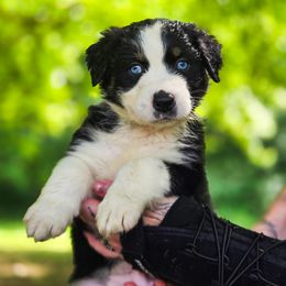 Australian Shepherd Puppies from Kenmont Kennels