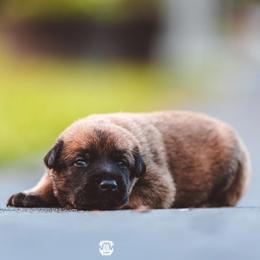 Name is not chosen owners pick the name - Fawn female Belgian Malinois puppy in St. Cloud, Florida from Blue Shield Malinois