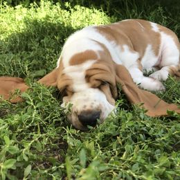 Basset Hound Puppies from Baskins Creek Basset Hounds