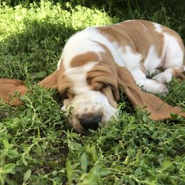 Basset Hound Puppies from Baskins Creek Basset Hounds