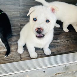 Maltese and Siberian Husky Puppies from Nyx’s Pack