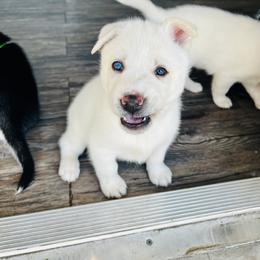 Maltese and Siberian Husky Puppies from Nyx’s Pack