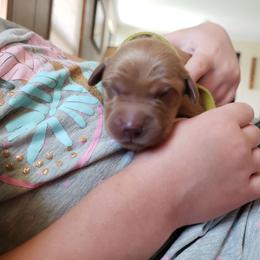 Yellow girl - Dark golden female Golden Retriever puppy in Merino, Colorado from High Plains Goldens