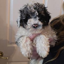 Max - Blue merle male Aussiedoodle puppy in Galena, Illinois from Perry's doodles