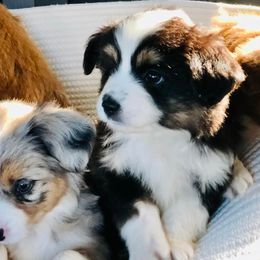 Aussiedoodles, Goldendoodles, Miniature Australian Shepherds, and Sheepadoodles from Sandlot Aussies and Doodles