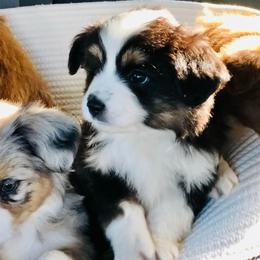 Aussiedoodles, Goldendoodles, Miniature Australian Shepherds, and Sheepadoodles from Sandlot Aussies and Doodles