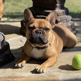 Dyna - French Bulldog