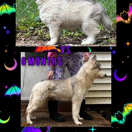 Siberian Husky Puppies from LaddofOzz DarkMoon Siberians