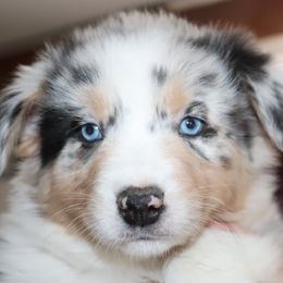 Remi - Australian Shepherd