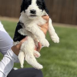 Mac - Black and white male Bernedoodle puppy in Yuba City, California from Ranch House Doodles