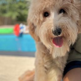 Tui - Apricot male Australian Labradoodle puppy in Calhoun, Louisiana from Arrowhead Australian Labradoodles